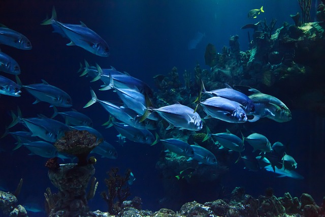 Under The Sea Classroom Display