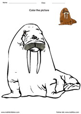 coloring a walrus activity for kids. Coloring activity for kids