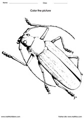coloring beetles activity for children - PDF printable worksheet