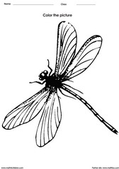 coloring a dragonfly activity for children - PDF printable worksheet
