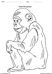 coloring a chimpanzee activity for children - PDF printable worksheet 