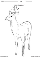 coloring a deer activity for children - PDF printable worksheet 