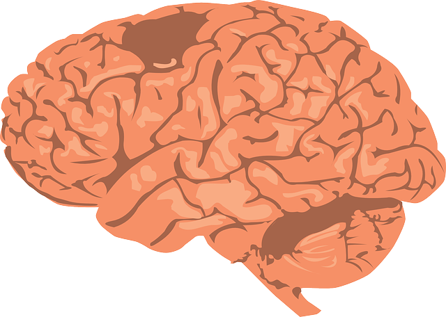 Human Brain