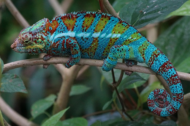 Chameleon Mirror