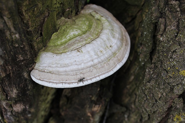 Ant Fungi