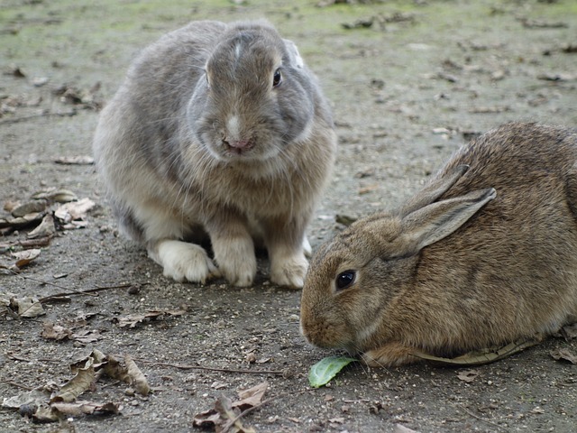 Island With Rabbits