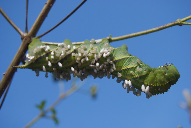 Tobacco Caterpillars